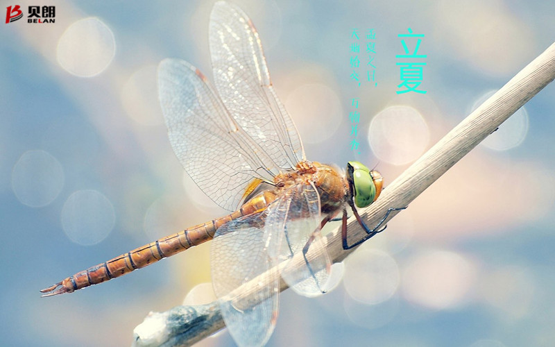 立夏啦！立夏啦！